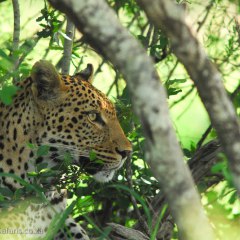 Viajes Kruger
